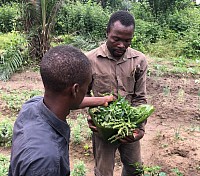 Production et valorisation du basilic tropical en zone rurale